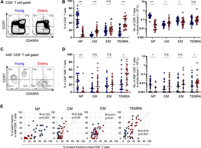 Aging and CMV Infection Affect Pre-existing SARS-CoV-2-Reactive CD8+ T Cells in Unexposed Individuals